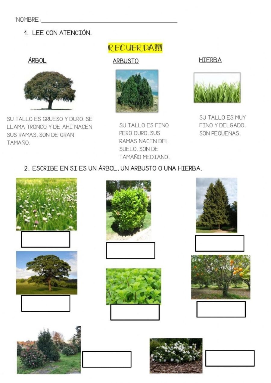 Árboles, palmeras, arbustos y trepadoras 1