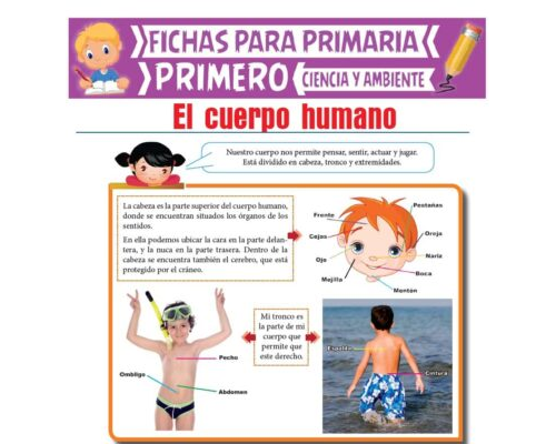 El cuerpo humano y su funcionamiento 3