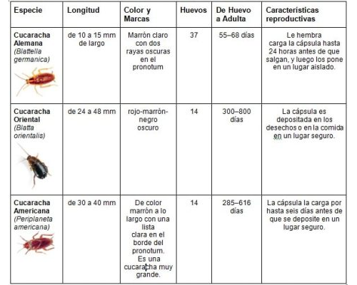Fichas de cucarachas para estudiar 2