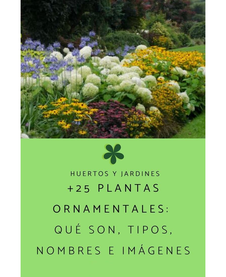 Características y cuidados específicos 1