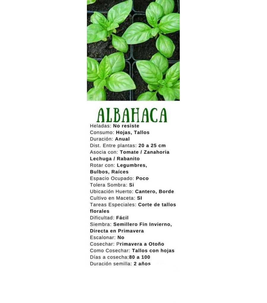Albahaca características y usos en cocina y jardinería 2