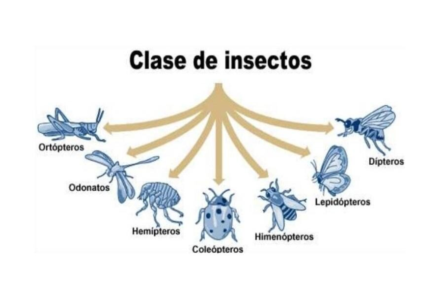 Fichas de escarabajos para escribir 1