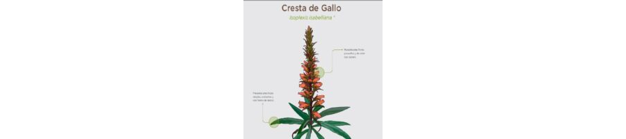 Cómo identificar y clasificar plantas no identificadas 2
