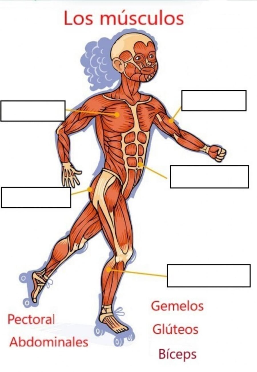 El cuerpo humano y su funcionamiento 2