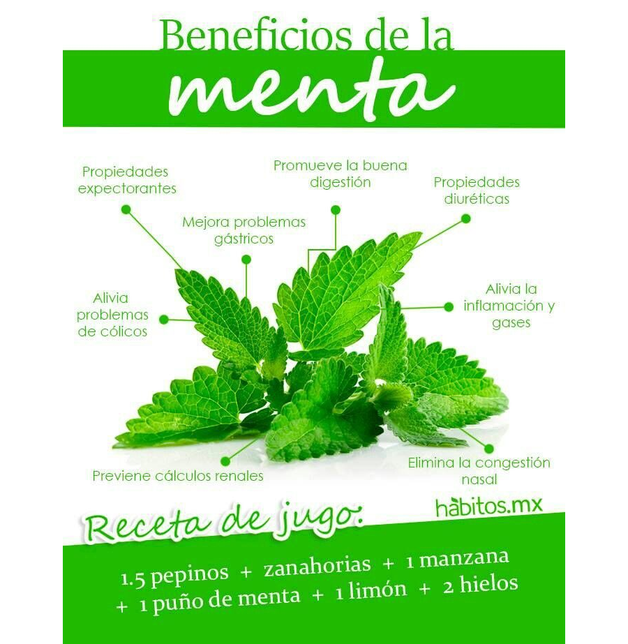 Propiedades curativas de la hierba de Santa María 3