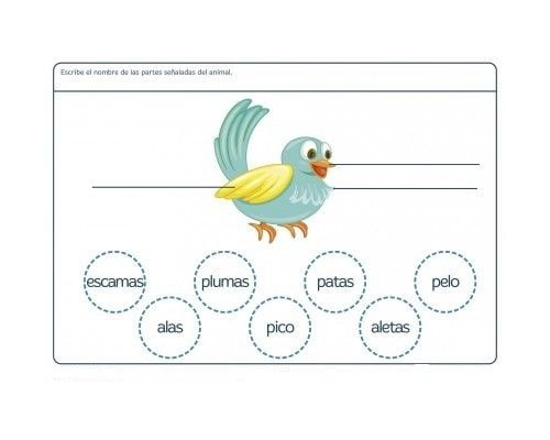 Fichas de pájaros para imprimir 1