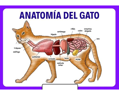 Fichas de gatos para estudiar 2