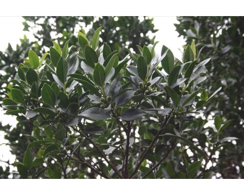Plantas de Canarias comunes en jardinería 1
