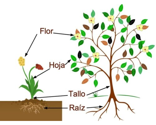 Descripción de las diferentes partes de la planta 2