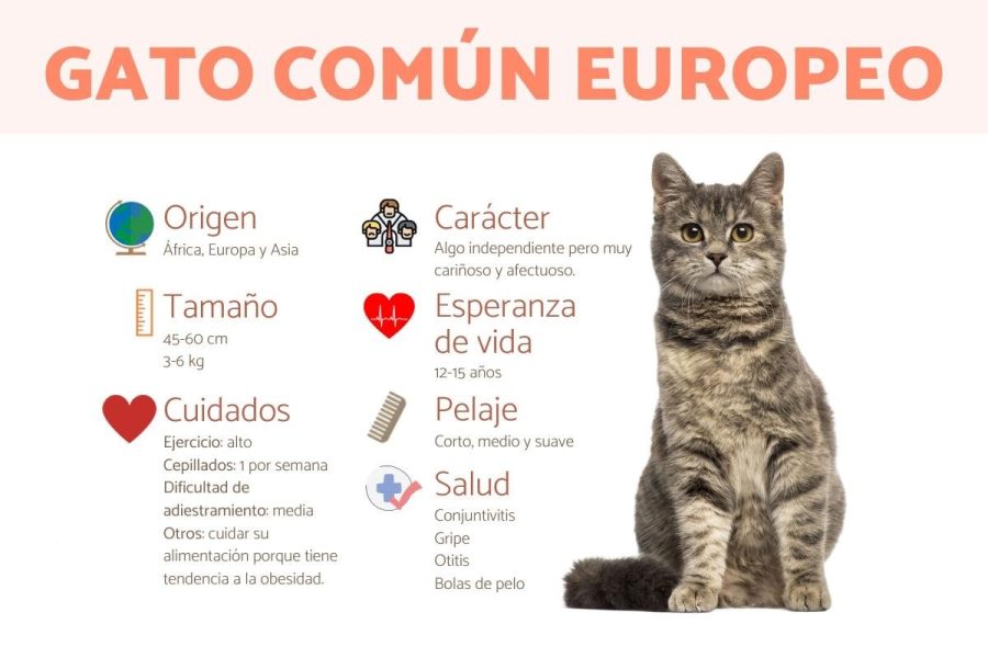 Fichas de gatos para escribir 3