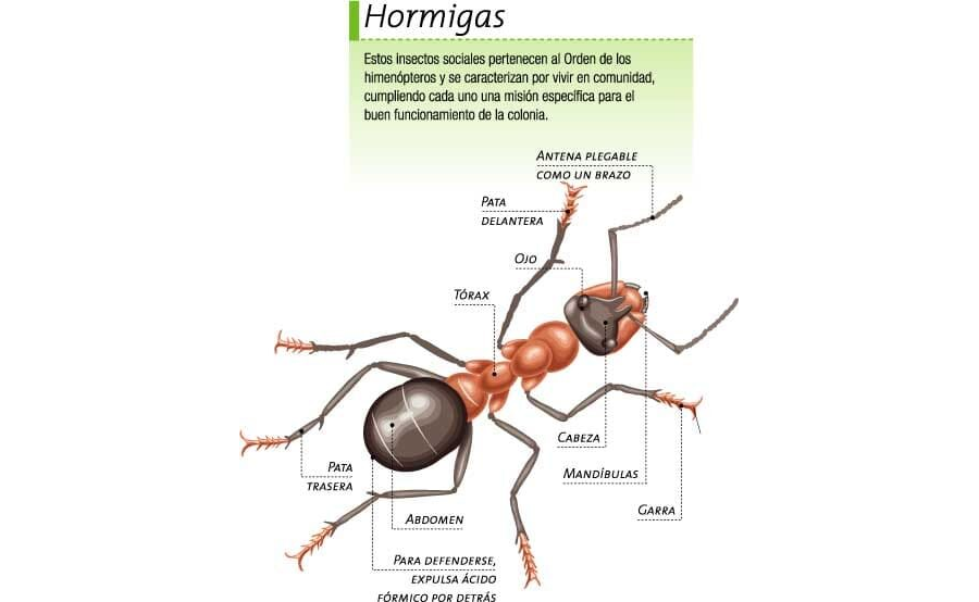 Fichas de hormigas para estudiar 3