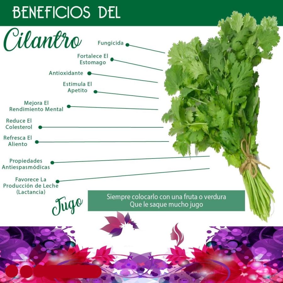 Cilantro propiedades medicinales y cuidados en el huerto 3