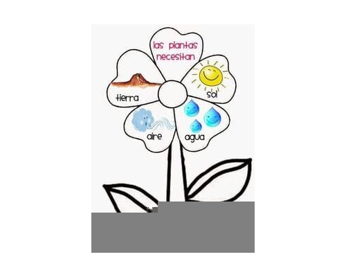 Representación visual de la germinación a través de dibujos 2