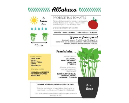 Albahaca características y usos en cocina y jardinería 3