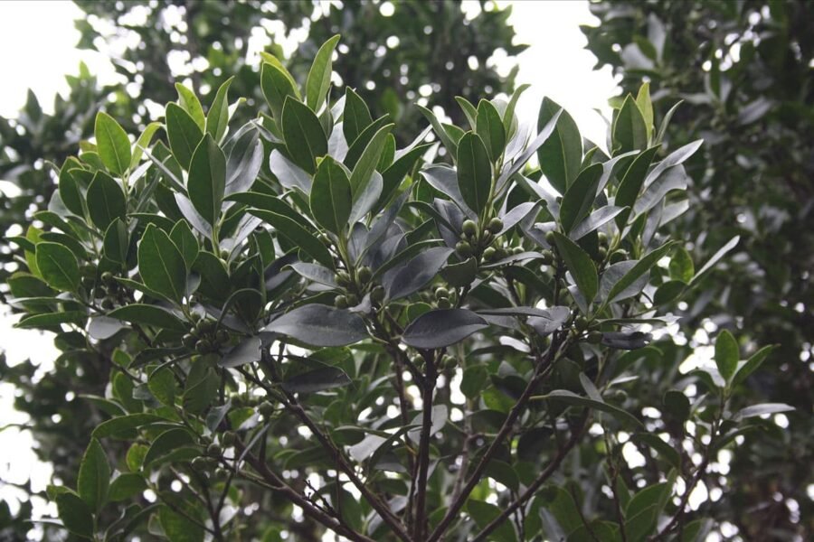 Plantas de Canarias comunes en jardinería 1