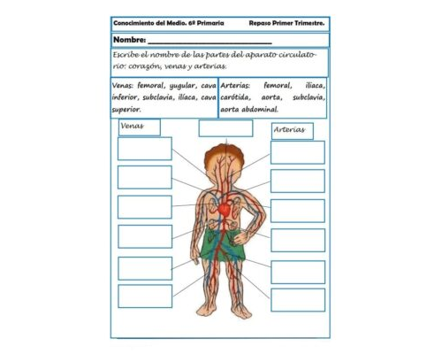 El cuerpo humano y su funcionamiento 1