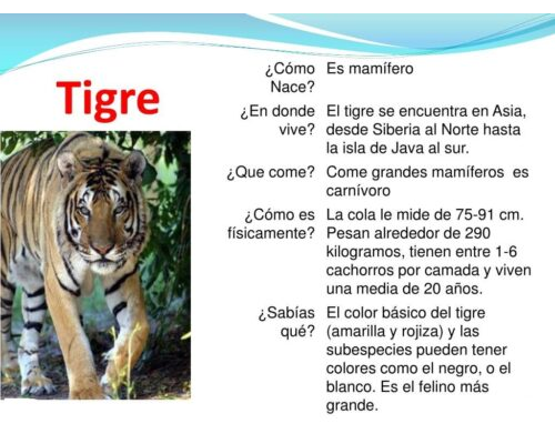 Fichas de tigres para escribir 1