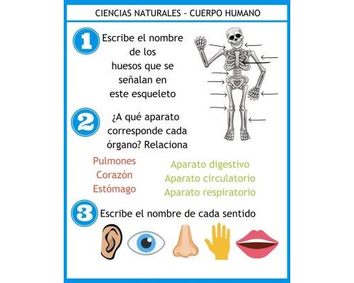 Recursos y juegos relacionados con la materia de Ciencias Naturales 3
