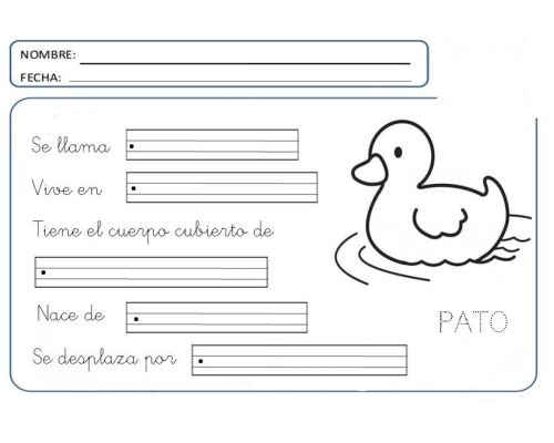 Fichas de patos para estudiar 3