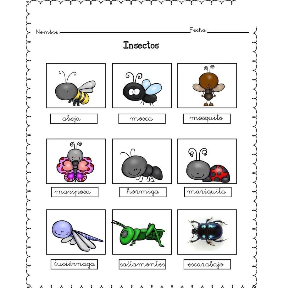 Fichas de escarabajos para estudiar 3