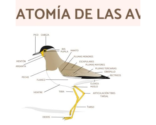Fichas de pájaros para estudiar 2