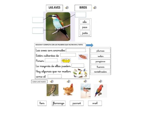 Fichas de pájaros para estudiar 3