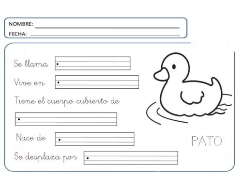 Fichas de patos para estudiar 3