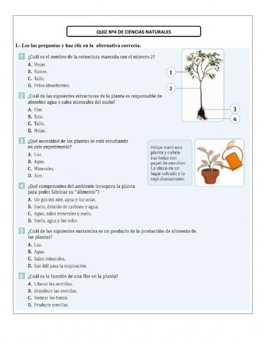 Utilización de worksheets y workbooks para aprender sobre las plantas 2