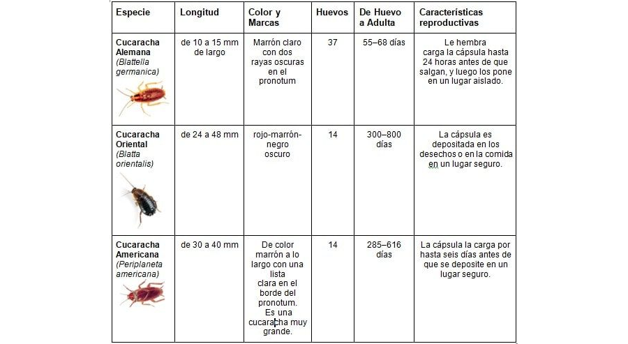 Fichas de cucarachas para estudiar 2