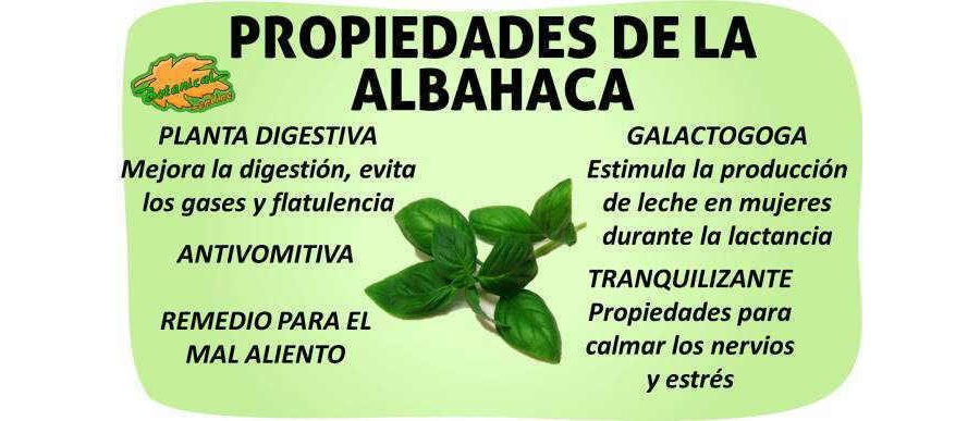 Albahaca características y usos en cocina y jardinería 1