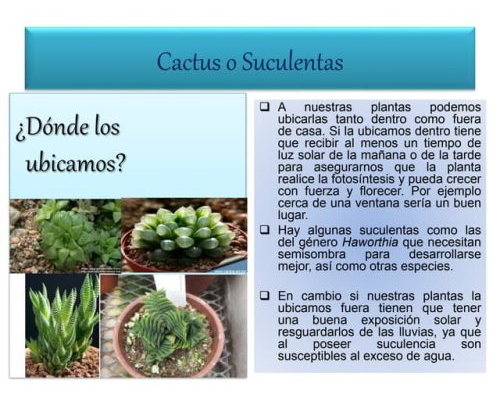 Cactus y suculentas 1