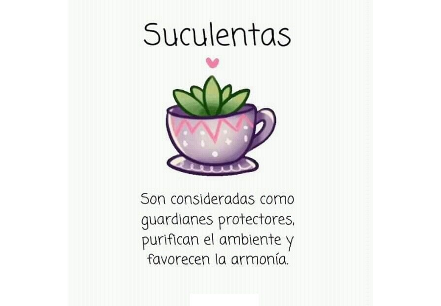 Cactus y suculentas 2