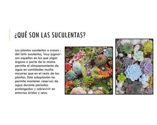 Cactus y suculentas 3