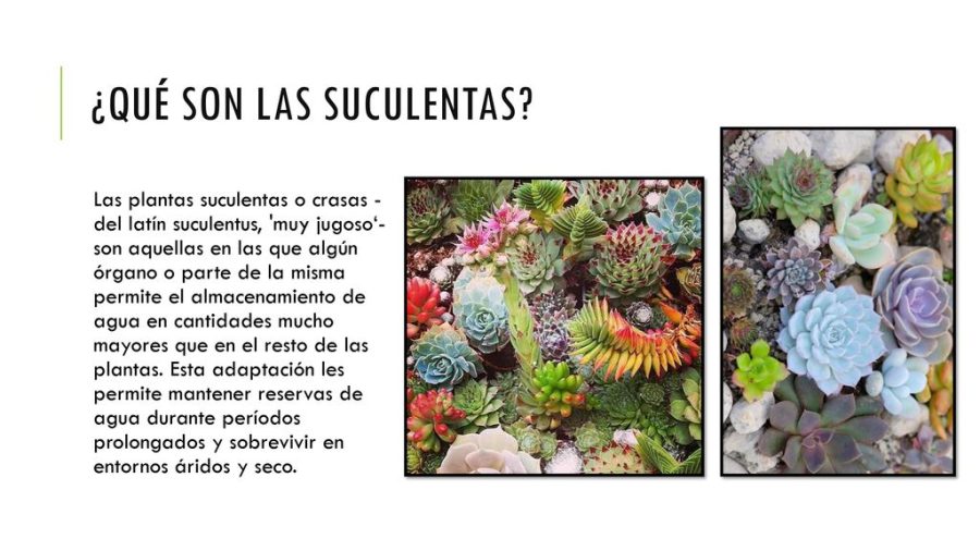 Cactus y suculentas 3