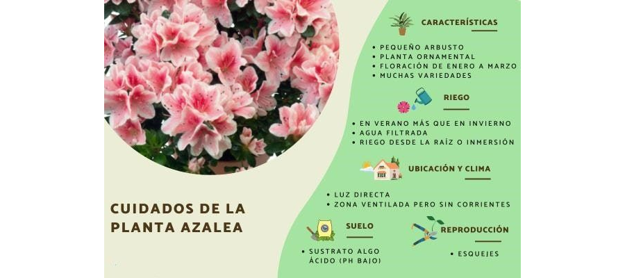 Características y cuidados específicos de cada planta 1