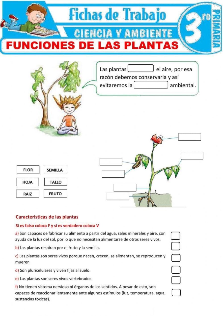 Características y cuidados específicos de cada planta 2