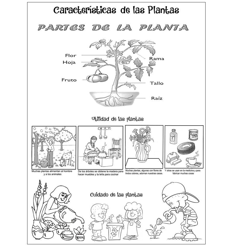 Características y cuidados específicos de cada planta 3