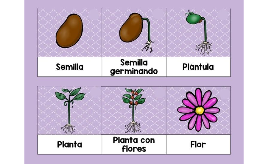 Descripción de las diferentes partes de la planta 1