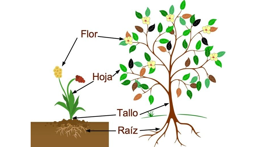 Descripción de las diferentes partes de la planta 2