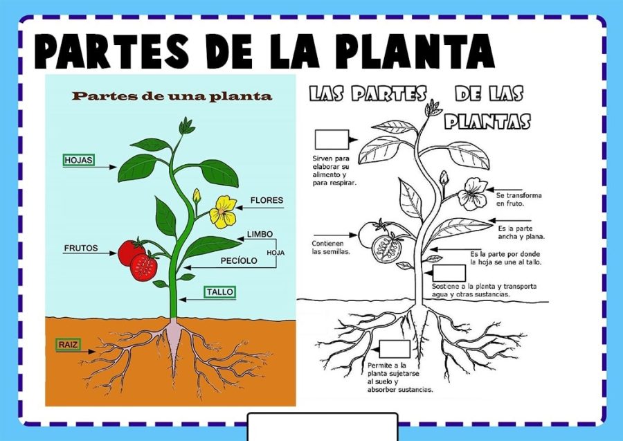 Descripción de las diferentes partes de la planta 3