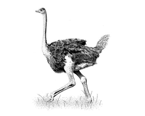 Fichas de avestruces para imprimir 2