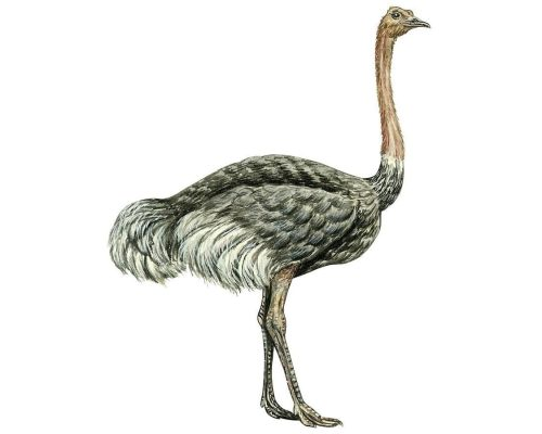 Fichas de avestruces para imprimir 3