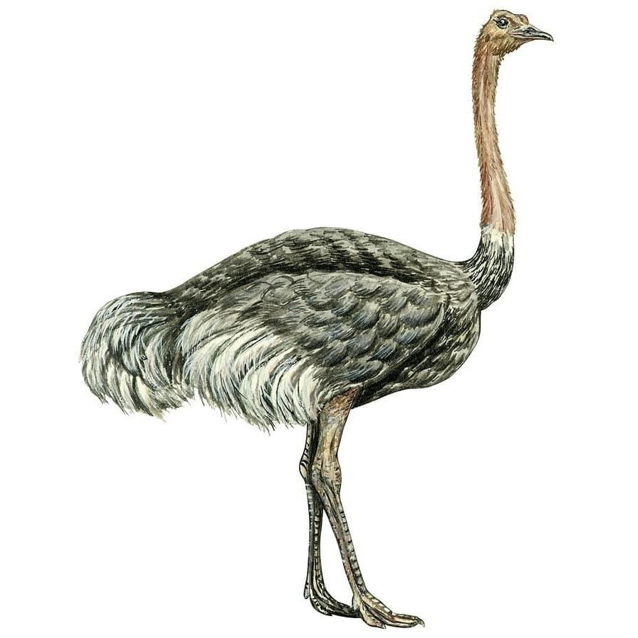 Fichas de avestruces para imprimir 3