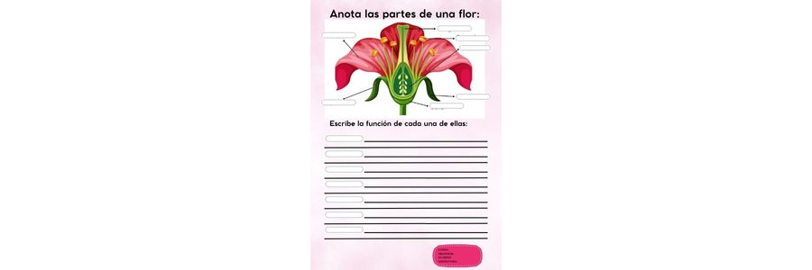 Fichas de color rosa para escribir 1