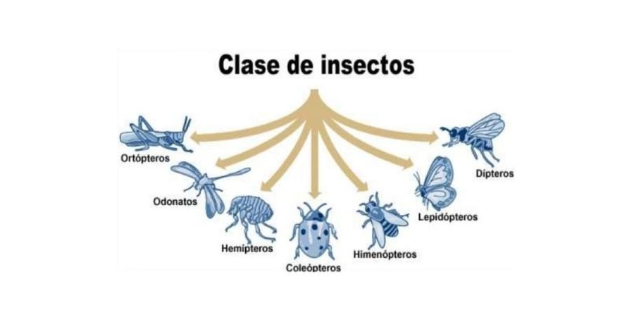 Fichas de cucarachas para estudiar 1