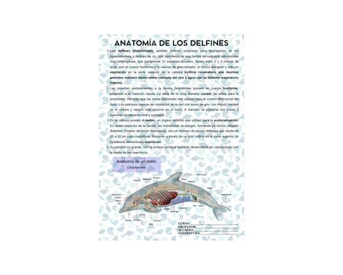 Fichas de delfines para estudiar 3