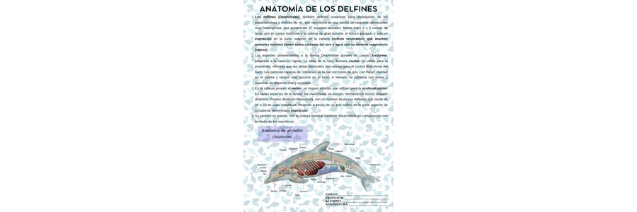 Fichas de delfines para estudiar 3