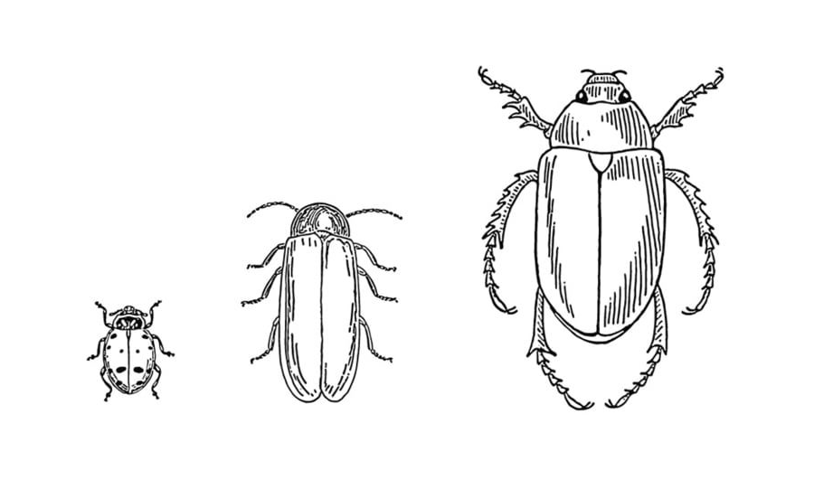 Fichas de escarabajos para imprimir 2