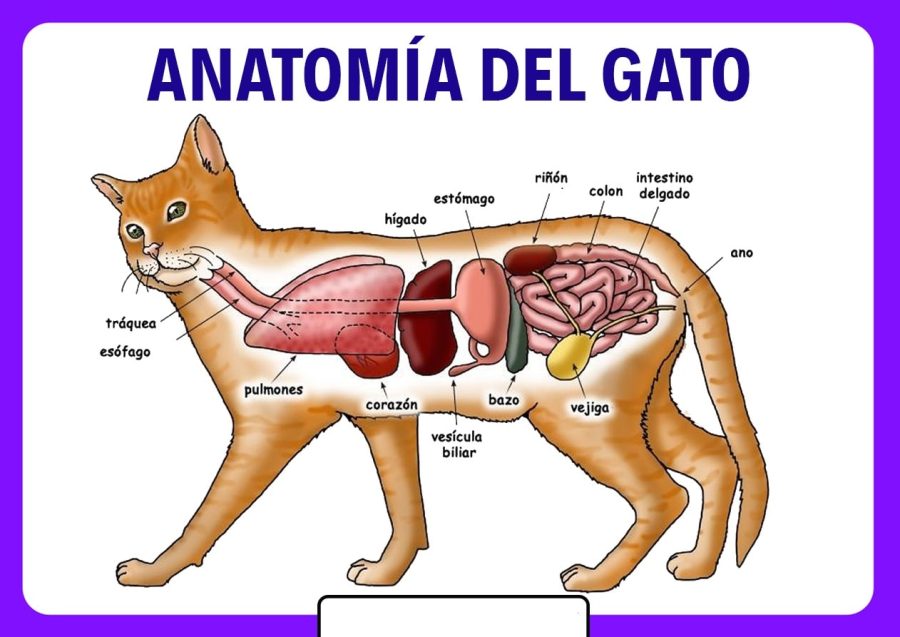 Fichas de gatos para estudiar 2