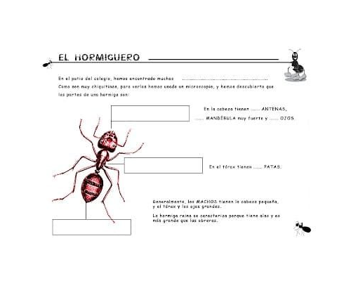 Fichas de hormigas para escribir 3